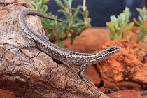 Ragged snake-eyed skink (Cryptoblepharus pannosus) from Waukaringa, Australia. Controlled conditions.