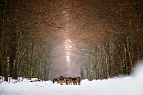 Eurasian wolf (Canis lupus lupus) pack in snow, forest in  Bialowieza National Park. Poland. January 2019. Received Honour award at the Mont Photo 2020 Competition.