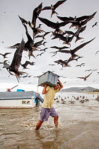 Magnificent frigatebirds (Fregata magnificens) stealing fish from man carrying crate of fish, Puerto Lopez, Ecuador. Highly commended in the Garden and Urban Birds Category of the Bird photographer of...