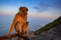 Barbary macaque (Macaca sylvanus) sitting on railing above town and sea at sunrise. Gibraltar Nature Reserve, Gibraltar. August.