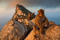 Barbary macaque (Macaca sylvanus) on The Rock at sunrise. Gibraltar Nature Reserve, Gibraltar. August.