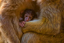 Barbary macaque (Macaca sylvanus) baby sheltering between arms of mother and another adult. Gibraltar Nature Reserve, Gibraltar. August.