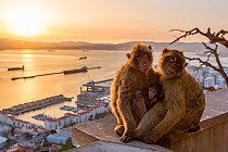 Barbary macaque (Macaca sylvanus), two adults with baby, overlooking town and ships in sea at sunset. Gibraltar Nature Reserve, Gibraltar. August 2018.