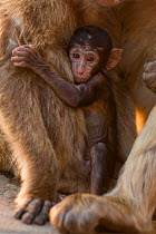 Barbary macaque (Macaca sylvanus) baby holding on to mother. Gibraltar Nature Reserve, Gibraltar. August.