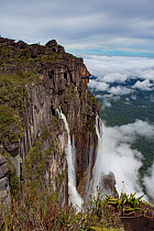 Angel Falls, the world&#39;s highest uninterrupted waterfall with a fall of 807m, cloud covered rainforest below. Taken from Auyan-tepui, a flat topped mountain. Canaima National Park, Venezuela. 2018...