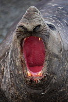 Southern elephant seal (Mirounga leonina) beach master / bull roaring. St Andrews Bay, South Georgia. October.