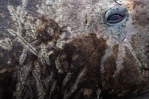 Southern elephant seal (Mirounga leonina) beach master / bull, close up of scars. St Andrews Bay, South Georgia. October.