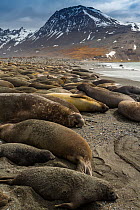 Southern elephant seal (Mirounga leonina) breeding colony, seals sleeping and sand bathing on beach, King penguin (Aptenodytes patagonicus) colony in distance. St Andrews Bay, South Georgia. October 2...