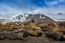 Southern elephant seal (Mirounga leonina) beach master fighting with another bull in breeding colony, King penguin (Aptenodytes patagonicus) colony and mountains in background. St Andrews Bay, South G...