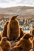King penguin (Aptenodytes patagonicus) chicks in creche within breeding colony. St Andrews Bay, South Georgia. October 2017.