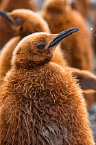 King penguin (Aptenodytes patagonicus) chick in creche within breeding colony, portrait. St Andrews Bay, South Georgia. October.