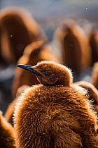 King penguin (Aptenodytes patagonicus) chick in creche within breeding colony, portrait. St Andrews Bay, South Georgia. October.