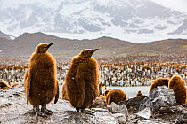 King penguin (Aptenodytes patagonicus), two chicks standing on rock within breeding colony, mountains in background. St Andrews Bay, South Georgia. October 2017.