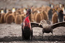 Southern giant petrel (Macronectes giganteus) attacking King penguin (Aptenodytes patagonicus), penguin bleeding after attack by Leopard seal (Hydrurga leptonyx), breeding colony in background. St And...