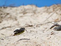 Black grasshopper grabber wasp (Tachysphex nitidus) flying back to its nest burrow in coastal sand dunes while carrying a small grasshopper it has paralysed to act as food for its larvae, Dorset heath...