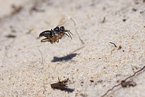 Black grasshopper grabber wasp (Tachysphex nitidus) flying back to its nest burrow in coastal sand dunes while carrying a small grasshopper it has paralysed to act as food for its larvae, Dorset heath...