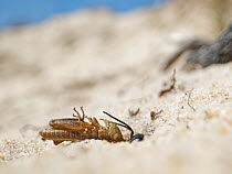 Black grasshopper grabber wasp (Tachysphex nitidus) pulling a small grasshopper it has paralysed into its nest burrow excavated in coastal sand dunes to act as food for its larvae, Dorset heathland, U...