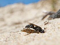 Black grasshopper grabber wasp (Tachysphex nitidus) excavating the entrance to its nest burrow in coastal sand dunes before pulling in a small grasshopper it has paralysed to act as food for its larva...