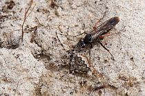 Red-legged spider wasp (Episyron rufipes) female dragging a Missing sector orb web spider (Zygiella x-notata) to its nest burrow in a bare sandy patch of heathland, Dorset, UK, August.