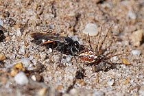 Red-legged spider wasp (Episyron rufipes) female dragging a paralysed Bordered orb-weaver spider (Neoscona adianta) to its nest burrow in a bare sandy patch of heathland, Dorset, UK, July.