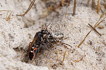 Red-legged spider wasp (Episyron rufipes) female dragging a Missing sector orb web spider (Zygiella x-notata) into its nest burrow in a bare sandy patch of heathland, Dorset, UK, August.