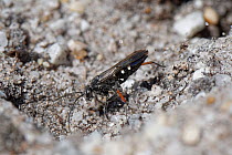 Red-legged spider wasp (Episyron rufipes) excavating a nest burrow in a bare sandy patch of heathland, Dorset, UK, July.