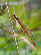 Small red damselfly (Ceriagrion tenellum) male sunning on a grass stem in heathland near a small pond, Dorset, UK, July.