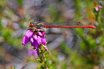 Small red damselfly (Ceriagrion tenellum) male sunning on Bell heather (Erica cinerea) flowers in heathland near a small pond, Dorset, UK, July.