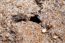Kleptoparasitic Silver-fronted satellite fly (Metopia argyrocephala) approaching the nest burrow of a Bee wolf (Philanthus triangulum) a host species for its larvae, Dorset heathland, UK, July.