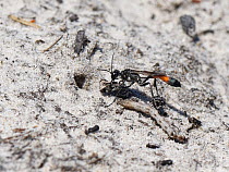 Heath sand wasp (Ammophila pubescens) moving a small stick it had placed to block the entrance to its burrow before dragging in a paralysed caterpillar to feed its growing larva, Dorset heathland, UK,...