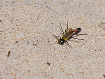 Heath sand wasp (Ammophila pubescens) sunning on sand dunes in hot sunshine and raising its legs, Dorset heathland, UK, May.