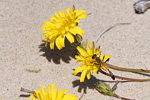 Heath sand wasp (Ammophila pubescens) feeding on Lesser hawkbit (Leontodon saxatilis) flowers among coastal sand dunes, Dorset heathland, UK, May.