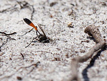 Heath sand wasp (Ammophila pubescens) excavating a nest burrow in a bare sandy patch of heathland, Dorset, UK, May.