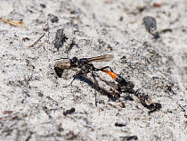 Heath sand wasp (Ammophila pubescens) carrying a paralysed caterpillar held in its jaws back to its burrow to feed its growing larva, Dorset heathland, UK, June.