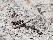 Heath sand wasp (Ammophila pubescens) pulling a paralysed caterpillar held in its jaws into its burrow to feed its growing larva, Dorset heathland, UK, June.