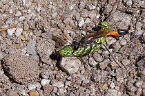 Heath sand wasp (Ammophila pubescens) carrying a paralysed Beautiful yellow underwing moth (Anarta myrtilli) held in its jaws back to its burrow to feed its growing larva, Dorset heathland, UK, July.
