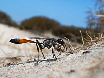 Heath sand wasp (Ammophila pubescens) excavating a nest burrow in a bare sandy patch of heathland, carrying a ball of sand between its mandibles and its raised front legs, Dorset, UK, June.