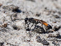 Heath sand wasp (Ammophila pubescens) positioning a small stick in the entrance to its nest burrow to exclude parasites while it hunts for more caterpillars to feed its larvae, Dorset heathland, UK, J...