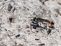 Heath sand wasp (Ammophila pubescens) carrying a small stick to place in the entrance to its nest burrow to exclude parasites while it hunts for more caterpillars to feed its larvae, Dorset heathland,...