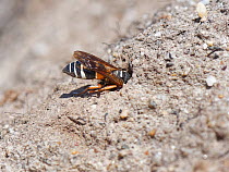 Purbeck mason wasp (Pseudepipona herrichii) female entering its nest burrow in a bare patch of sandy clay in heathland, Dorset, UK, July. This endangered species is one of the rarest invertebrates in...