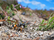 Purbeck mason wasp (Pseudepipona herrichii) female emerging from its nest burrow in a bare patch of sandy clay in heathland, Dorset, UK, July. This endangered species is one of the rarest invertebrate...