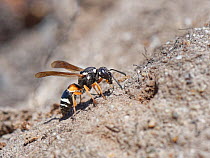 Purbeck mason wasp (Pseudepipona herrichii) female approaching its nest burrow in a bare patch of sandy clay in heathland, Dorset, UK, July. This endangered species is one of the rarest invertebrates...