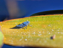 Pondweed leafhopper (Erotettix cyane) nymph resting on a leaf of Broad-leaved pondweed (Potamogeton natans), its sole host plant in a heathland pond, Dorset, UK, June. This tiny insect is one of the U...
