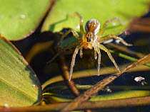 Pirate pond spider / Pirate otter spider (Pirata piraticus) hunting from a water lily leaf on a pond margin, with its front legs touching the water surface to detect vibrations caused by invertebrate...