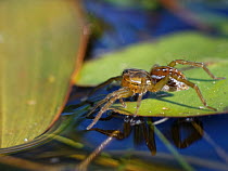 Pirate pond spider / Pirate otter spider (Pirata piraticus) hunting from a water lily leaf on a pond margin, with its front legs touching the water surface to detect vibrations caused by invertebrate...