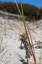 Mottled grasshopper (Myrmeleotettix maculatus) on a Marram grass (Ammophila arenaria) stem in sandy heathland, Dorset, UK, June.