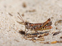 Mottled grasshopper (Myrmeleotettix maculatus) standing on a bare patch in sandy heathland with its hind legs raised off the hot sand, Dorset, UK, June.
