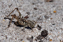 Mottled grasshopper (Myrmeleotettix maculatus) female laying eggs in a bare patch of sand in coastal heathland, Dorset, UK, July.