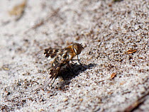 Mottled bee fly (Thyridanthrax fenestratus) standing on bare sand near nest burrows of the Heath sand wasp (Ammophila pubescens) which its larvae parasitise, Dorset heathland, UK, May.