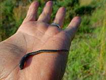 Medicinal leech (Hirudo medicinalis), a rare protected species in the UK, attached to photographer's hand with posterior sucker, Dorset, UK, June.